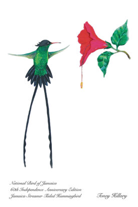 Streamer Tailed Hummingbird