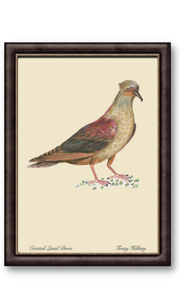 Crested Quail Dove 12" x 18"