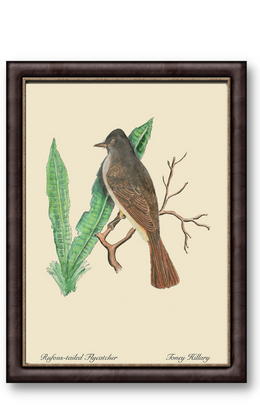 Rufous-Tailed Flycatcher 12" x 18"