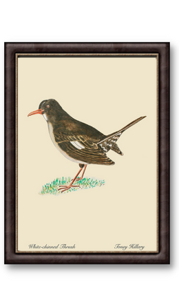 White-Chinned Thrush 12" x 18"