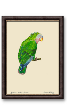 Yellow-Billed Parrot 12" x 18"