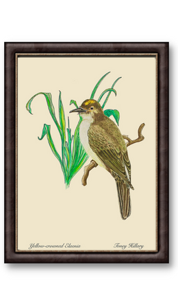 Yellow-Crowned Elaenia 12" x 18"