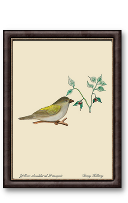 Yellow-Shouldered Grassquit 12" x 18"